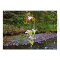 Harebell & Meadow Aster Cards