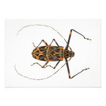 Harlequin Beetle Acrocinus Longimanus Custom Invitation
