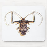 "Harlequin beetle" Insect Watercolor Bug mousepads