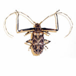 "Harlequin beetle" Insect Watercolor Bug t-shirts