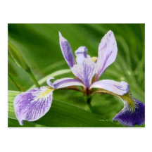 HARLEQUIN BLUE FLAG POST CARD