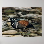 Harlequin Drake Print