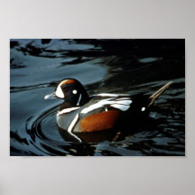 Harlequin Duck Poster