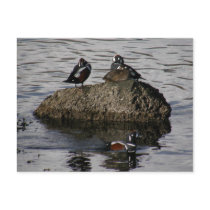 Harlequin Ducks, Unalaska Island