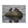 Harlequin Ducks, Unalaska Island Postcard