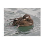 Harlequin Female Duck Preening on the Water