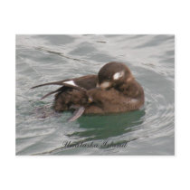 Harlequin Female Duck Preening on the Water