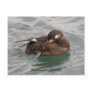 Harlequin Female Duck Preening on the Water Post Card