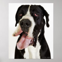 Harlequin Great Dane, close-up on white Print
