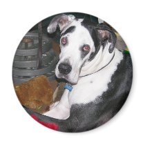 Harlequin Great Dane Refrigerator Magnet