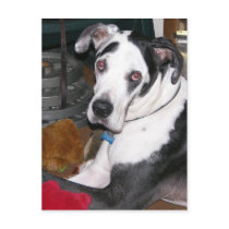 Harlequin Great Dane Post Cards