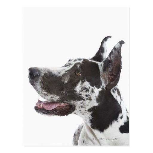 Harlequin Great Dane Postcard