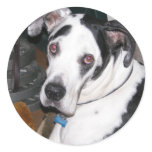 Harlequin Great Dane stickers