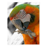 Harlequin Macaw Foot Postcard