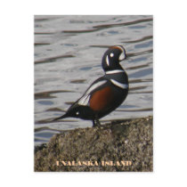 Harlequin Male Duck, Unalaska Island