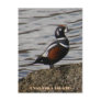 Harlequin Male Duck, Unalaska Island Post Cards