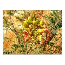 Harmony Postkarte