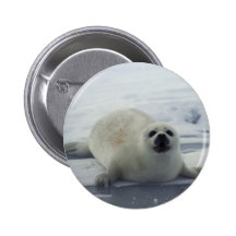 Harp Seal on Ice Button