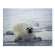 Harp Seal on Ice Post Cards