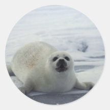 Harp Seal on Ice Round Sticker