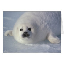 Harp seal Phoca groenlandica) A week-old harp Greeting Cards