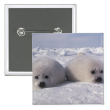 Harp seal (Phoca groenlandica) Harp seal pups Pins