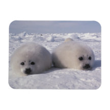 Harp seal (Phoca groenlandica) Harp seal pups Rectangle Magnet