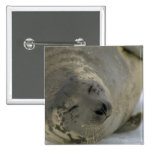 Harp seal pup buttons
