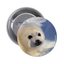 Harp Seal Pup Buttons