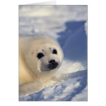 Harp Seal Pup Card