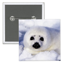 Harp seal pup ice Gulf of St. Lawrence, Pinback Buttons