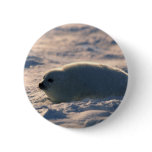 Harp Seal Pup in Snow buttons