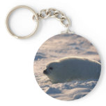 Harp Seal Pup in Snow keychains