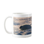 Harp Seal Pup in Snow mugs