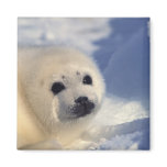 Harp Seal Pup magnets