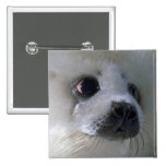 Harp seal pup pinback buttons
