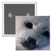 Harp seal pup pinback buttons
