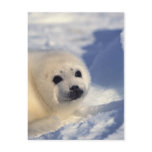Harp Seal Pup postcards