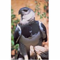 Harpey Eagle Photo Sculpture
