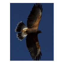 Harris Hawk 5 Post Card