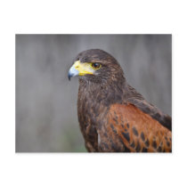Harris Hawk Bird of Prey Close Up Postcard