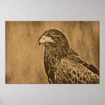 Harris Hawk Bird of Prey Close Up Posters