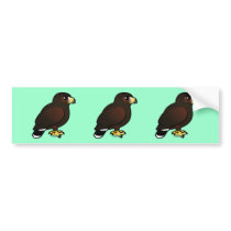 Harris Hawk Bumper Stickers