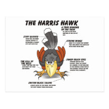 Harris Hawk Cartoon Postcard