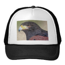 Harris Hawk coloured pencils Hat