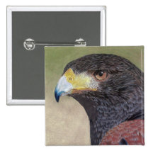 Harris Hawk coloured pencils Pinback Button