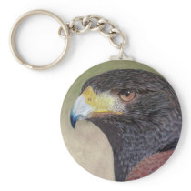 Harris Hawk-cp