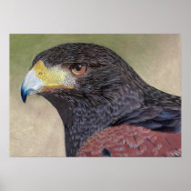Harris Hawk-cp