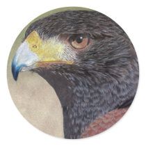 Harris Hawk-cp