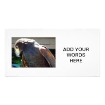 Harris' Hawk Customized Photo Card